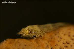 Cryptic Sponge Shrimp with Parasite by Iyad Suleyman 